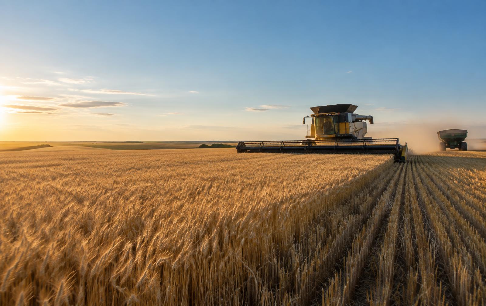 Combine harvesting a wheat field on the Northern Plains